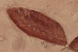 Three Red Fossil Leaves (Zizyphoides & Rhamnites) - Montana - #189038-3